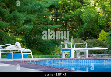 Chien de la famille dans l'arrière-cour Banque D'Images