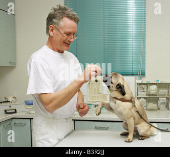 Vétérinaire : pug - examen / Banque D'Images