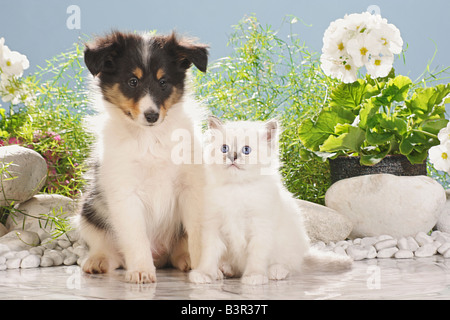 Amitié avec les animaux : chaton Birman et chiot Sheltie assis les uns à côté des autres Banque D'Images