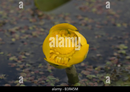 Nuphar lutea Gelbe Teichrose flower fleur sauvage Banque D'Images