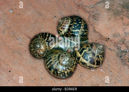 Escargot Helix aspersa Silver City Nouveau Mexique États-Unis 28 juillet adultes Helicidae accouplement Banque D'Images