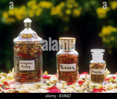 Verres de fines herbes et fleurs Banque D'Images