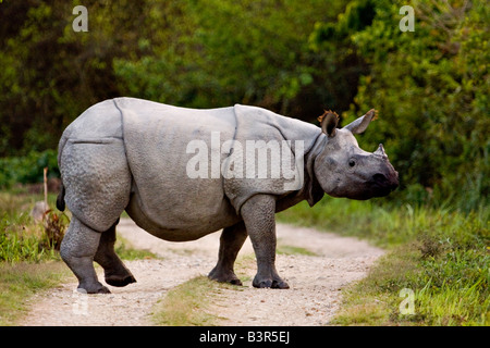 Une asiatique longicorne rhinocéros dans le parc national de Kaziranga dans le nord-est de l'état indien de l'Assam traversant une route forestière Banque D'Images