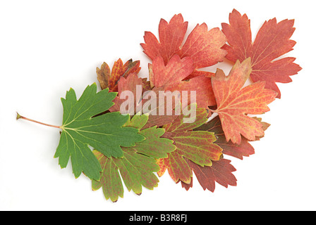 Les feuilles d'automne du vert au rouge Banque D'Images