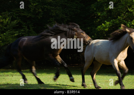 Nouvelle Forêt poneys chevaux Angleterre Banque D'Images