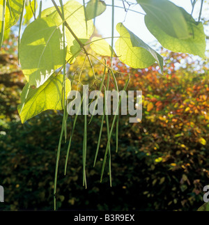 Le sud de Catalpa - fruits et feuilles / Catalpa bignonioides Banque D'Images