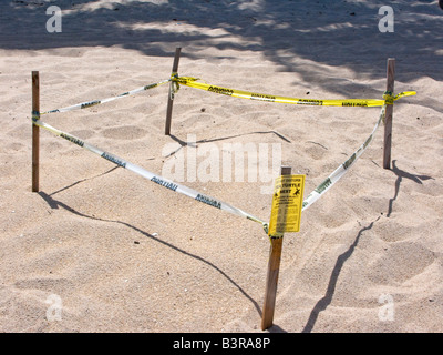 Les tortues de mer nichent sur les plages de Floride a marqué pour protéger les oeufs - Fort Lauderdale, Floride, USA Banque D'Images