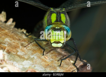 Dragonfly Aeshna cyanea hawker du Sud. Sur le tronc de l'arbre dans la forêt. Banque D'Images