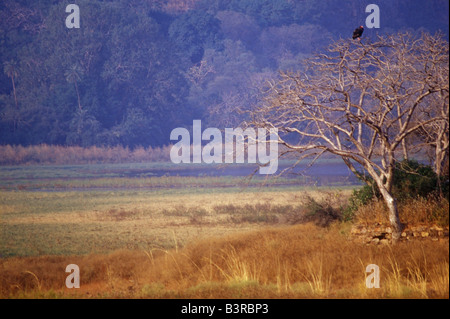 Une vue de la forêt,lac tôt le matin, et d'un vautour pape sur l'arbre. Banque D'Images