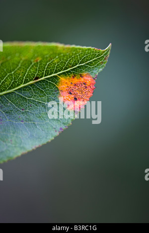 Poirier européen rust, Gymnosporangium sabinae Banque D'Images