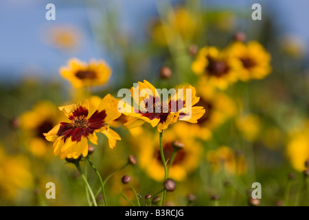 Tickseed Coreopsis tinctoria (or) Banque D'Images