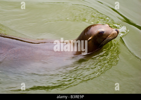 Portrait couleur photo d'un lion de mer natation (006) Banque D'Images