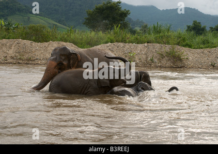 Les éléphants d'Asie (Elephas maximus) baignade à l'Elephant Nature Park, dans le nord de la Thaïlande Banque D'Images