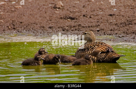 EIDER À DUVET FEMELLE AVEC CANETONS Banque D'Images