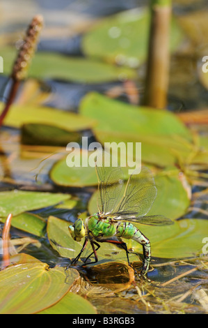 L'Empereur libellule Anax imperator femelle pondre sur vegitation flottante Banque D'Images