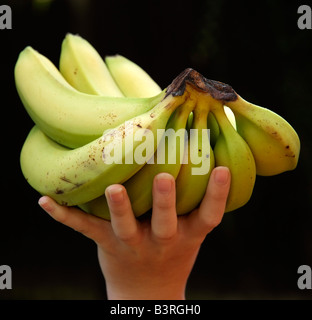 Main de bananes dans une main les jeunes filles Banque D'Images