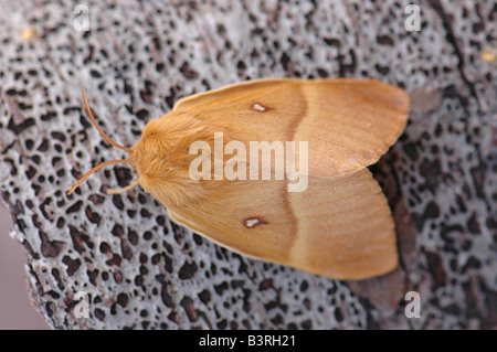 Un chêne femelle Eggar moth Banque D'Images