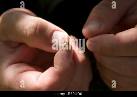 Résident Local poissons voler pour la truite sur Gore Creek, Vail, Colorado en août. Banque D'Images