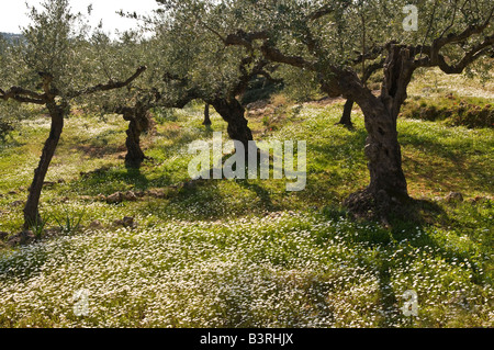 Le printemps apporte une émeute fleurs sauvages dans les oliviers près de Kardamyli dans le sud de la Grèce La Messénie Mani extérieur Banque D'Images