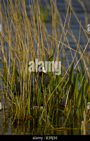 Coot Fulica atra sur son nid au milieu de l'étang. Banque D'Images