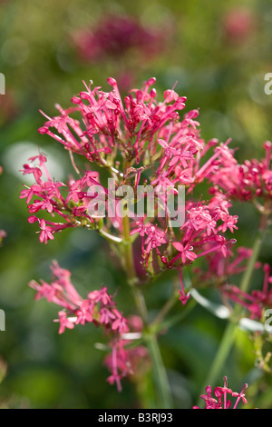 La valériane rouge (Centranthus ruber) Banque D'Images