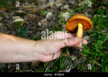 Collection champignons comestibles dans la forêt été nature saine paysage rural flou photos de fond floues image gros plan in mi USA US haute résolution Banque D'Images