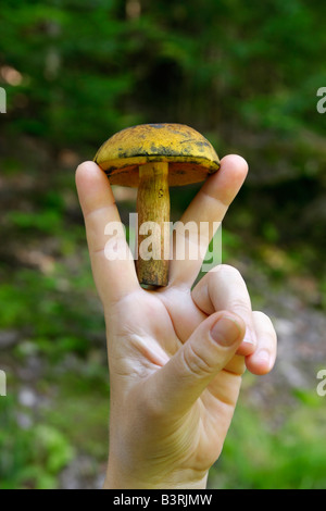 Une femme cueillant les champignons sauvages comestibles dans la forêt Michigan mi photos images images format vertical très haute résolution en mi USA US haute résolution Banque D'Images