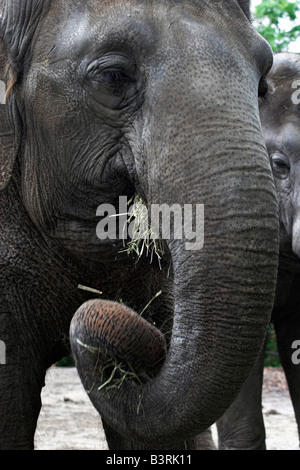 Un éléphant mange à midi. Banque D'Images