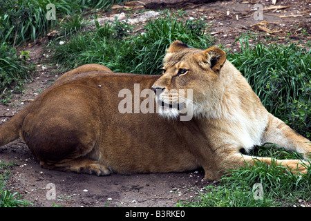 Un lion repose dans son enceinte de la Nouvelle Orleans Audubon Zoo. Banque D'Images