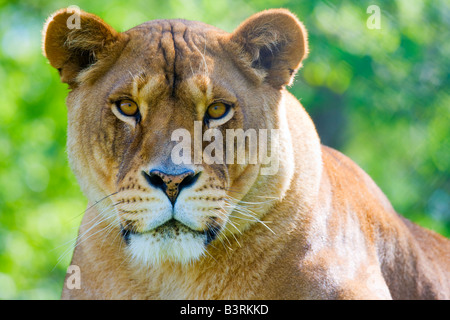 Lionne Banque D'Images