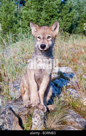 Grey Wolf pup sur une barre rocheuse Banque D'Images