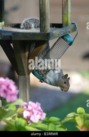 Un écureuil gris vole de graines et d'écrous d'une mangeoire suspendue à un tableau d'oiseaux dans un jardin de banlieue Banque D'Images