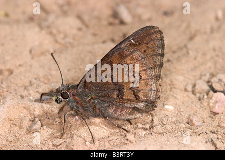 Le nord de l'Cloudywing Thorybes pylades Banque D'Images