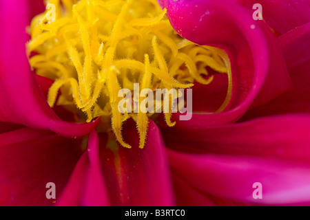 Close up of red Dahlia Patty Banque D'Images