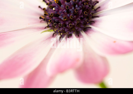 Fleur Osteospermum rose Banque D'Images