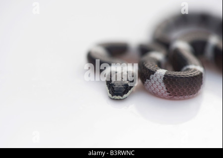 Lycodon septentrionalis. White-Banded juvénile Wolf Snake sur fond blanc Banque D'Images