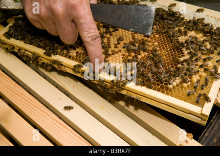 L'apiculteur contrôle ses ruches pour le miel et sur l'état de sa colonie d'abeilles, UK Banque D'Images