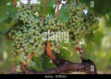 Raisins sur la vigne à Chelan wine country dans l'état de Washington Banque D'Images