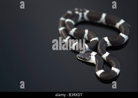 Lycodon septentrionalis. White-Banded juvénile Wolf Snake sur fond sombre Banque D'Images