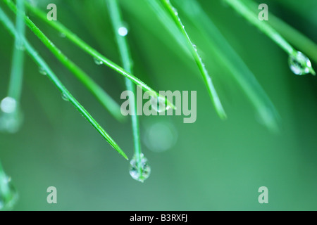 Close up de gouttelettes d'eau sur les aiguilles de pin vert Banque D'Images