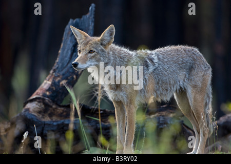 Le Coyote (Canis latrans) Le Parc National du Grand Canyon - Arizona - USA Banque D'Images