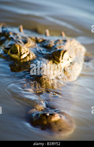 Crocodile dans l'eau Banque D'Images