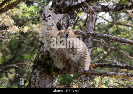 Chatons Bobcat dans un arbre Banque D'Images