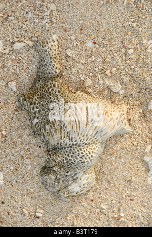 Morceau de corail lynig la moitié enterré sur une plage de sable fin Banque D'Images