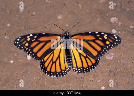 Monarque Danaus plexippus Canelo Hills Cienega ARIZONA United States 2 femelles adultes Danainae Septembre Banque D'Images