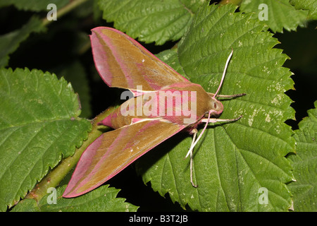 Elephant Hawk Moth. Banque D'Images