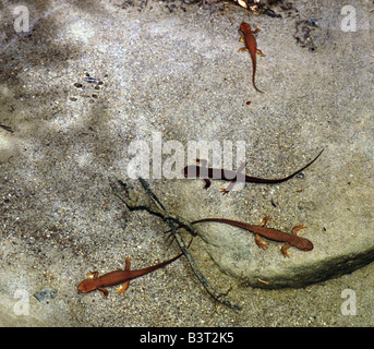 Taricha torosa Californie tritons dans un ruisseau à Monte Bello Préserver l'espace ouvert dans les montagnes de Santa Cruz, California USA Banque D'Images