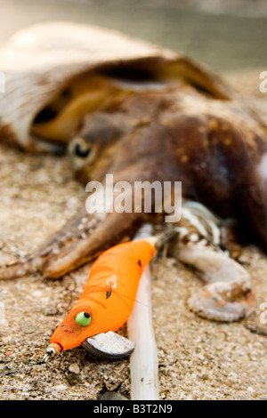 La vie marine animal seiche pêcher avec un leurre de couleur Banque D'Images