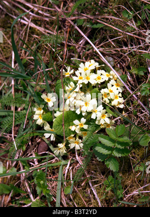 Primula vulgaris - Primrose Banque D'Images