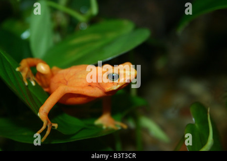 Un oranger, de l'espèce de grenouille Mantella d'or, assis sur une feuille.. Banque D'Images